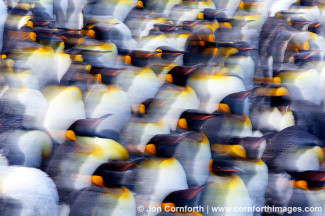 Gold Harbor King Penguins Abstract 2