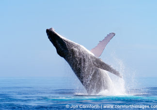 Ha'apai Humpback Whale Breach 9