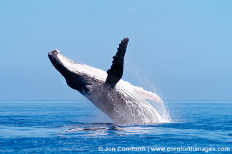 Ha'apai Humpback Whale Breach 12
