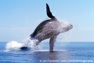 Ha'apai Humpback Whale Breach 13