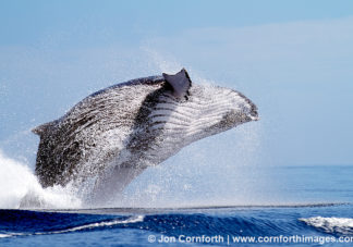 Ha'apai Humpback Whale Breach 15