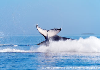Ha'apai Humpback Whale Breach 4