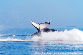 Ha'apai Humpback Whale Breach 4