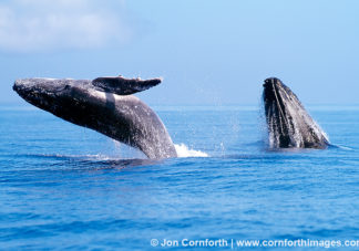 Ha'apai Humpback Whale Breach 5