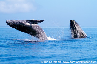 Ha'apai Humpback Whale Breach 5