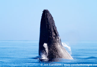 Ha'apai Humpback Whale Breach 6
