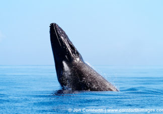 Ha'apai Humpback Whale Breach 7