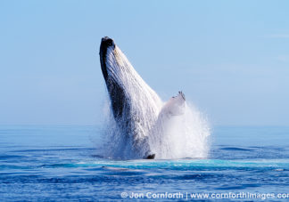 Ha'apai Humpback Whale Breach 8