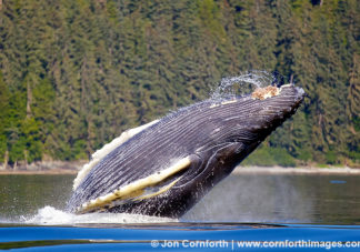 Humpback Whale Breach 201