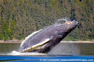 Humpback Whale Breach 201