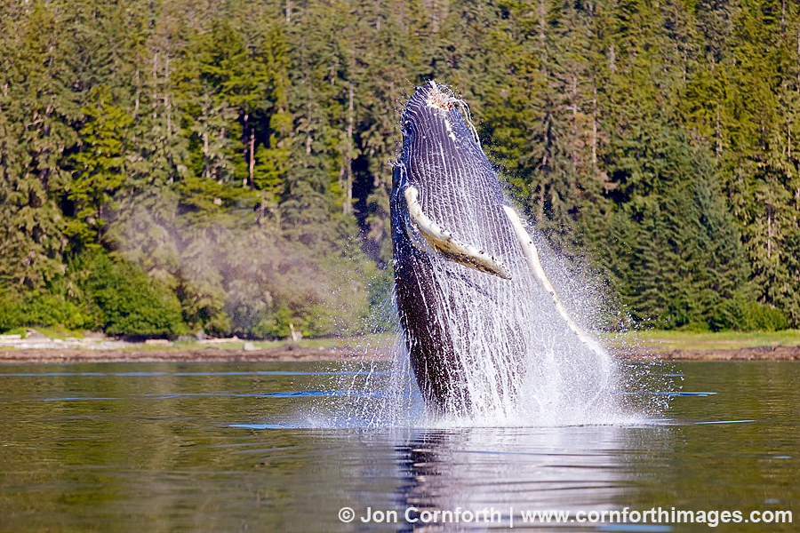 Humpback Whale Breach 202
