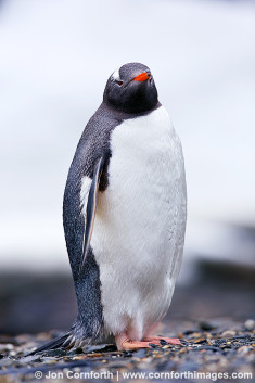 Moltke Harbor Gentoo Penguin 1