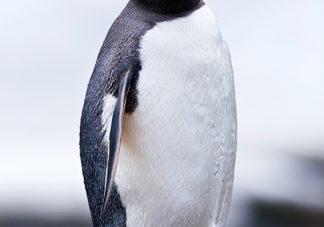 Moltke Harbor Gentoo Penguin 1