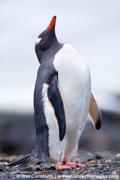 Moltke Harbor Gentoo Penguin 2