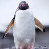 Moltke Harbor Gentoo Penguin 3