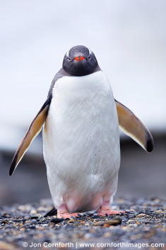 Moltke Harbor Gentoo Penguin 3