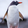 Moltke Harbor Gentoo Penguin 4