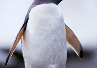 Moltke Harbor Gentoo Penguin 4