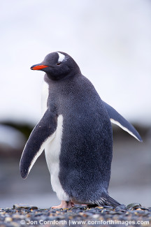 Moltke Harbor Gentoo Penguin 6