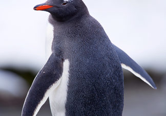 Moltke Harbor Gentoo Penguin 6