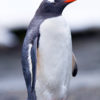 Moltke Harbor Gentoo Penguin 8