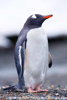 Moltke Harbor Gentoo Penguin 8