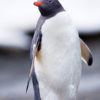 Moltke Harbor Gentoo Penguin 9