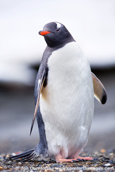 Moltke Harbor Gentoo Penguin 9