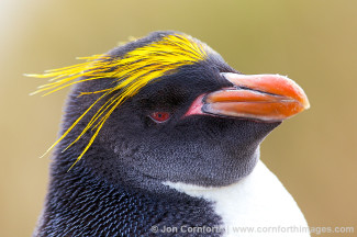 Ocean Harbor Macaroni Penguin 1