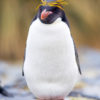 Ocean Harbor Macaroni Penguin 11