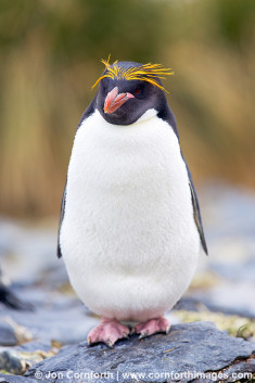 Ocean Harbor Macaroni Penguin 11