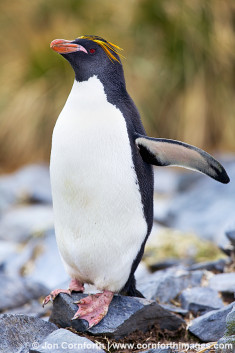 Ocean Harbor Macaroni Penguin 12