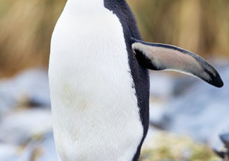 Ocean Harbor Macaroni Penguin 12