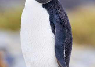 Ocean Harbor Macaroni Penguin 13