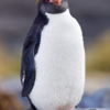 Ocean Harbor Macaroni Penguin 14