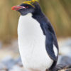 Ocean Harbor Macaroni Penguin 15