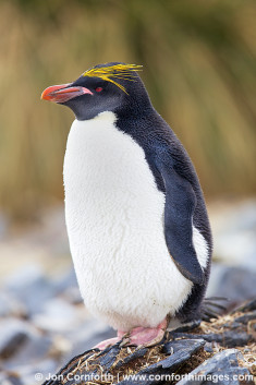 Ocean Harbor Macaroni Penguin 15