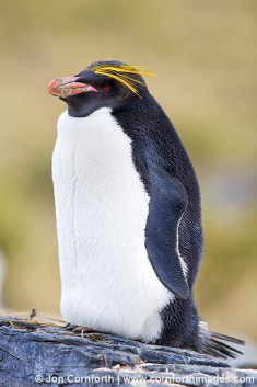 Ocean Harbor Macaroni Penguin 17