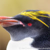 Ocean Harbor Macaroni Penguin 18