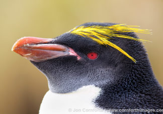 Ocean Harbor Macaroni Penguin 18
