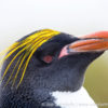 Ocean Harbor Macaroni Penguin 20