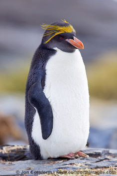 Ocean Harbor Macaroni Penguin 5