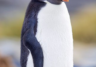 Ocean Harbor Macaroni Penguin 5