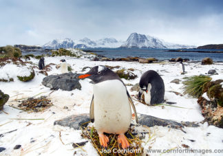 Prion Island Gentoo Penguins 1