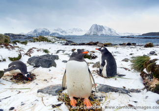 Prion Island Gentoo Penguins 3
