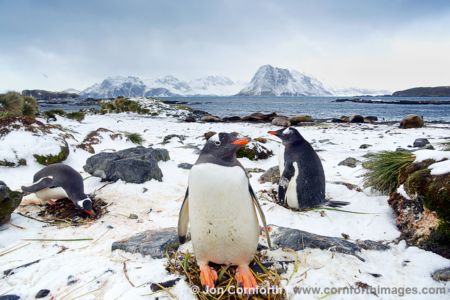 Prion Island Gentoo Penguins 3