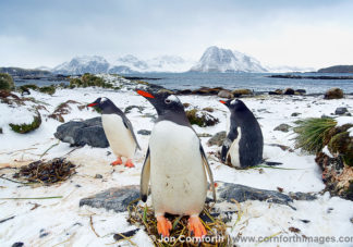 Prion Island Gentoo Penguins 4