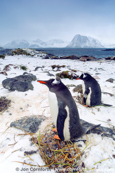 Prion Island Gentoo Penguins 5