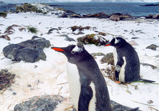 Prion Island Gentoo Penguins 5