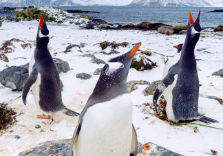 Prion Island Gentoo Penguins 6